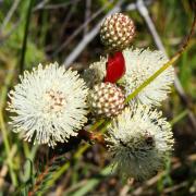 KRCA, Berzelia abrantanoides